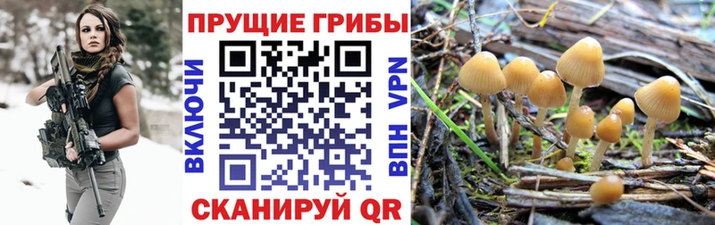 Галлюциногенные грибы MAGIC MUSHROOMS  Трубчевск 